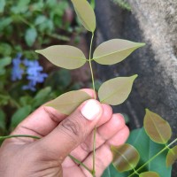 Rourea minor (Gaertn.) Alston